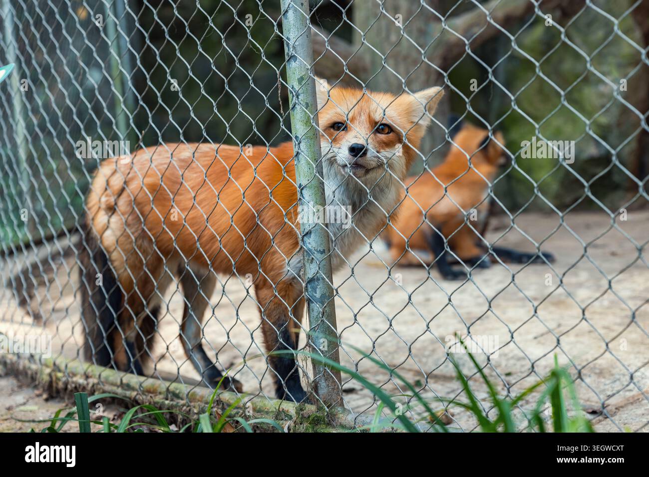 Volpi in un recinto dello zoo durante il giorno con una recinzione e un habitat naturale sullo sfondo Foto Stock