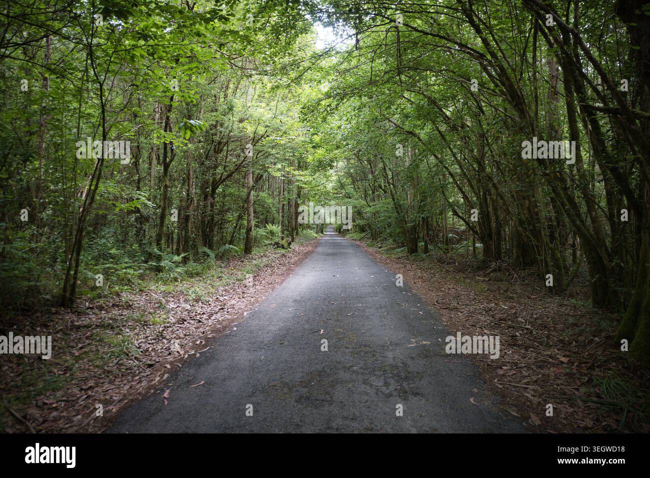 Strada asfaltata che attraversa la fitta foresta atlantica di Fragas do Eume, Galizia, Spagna Foto Stock