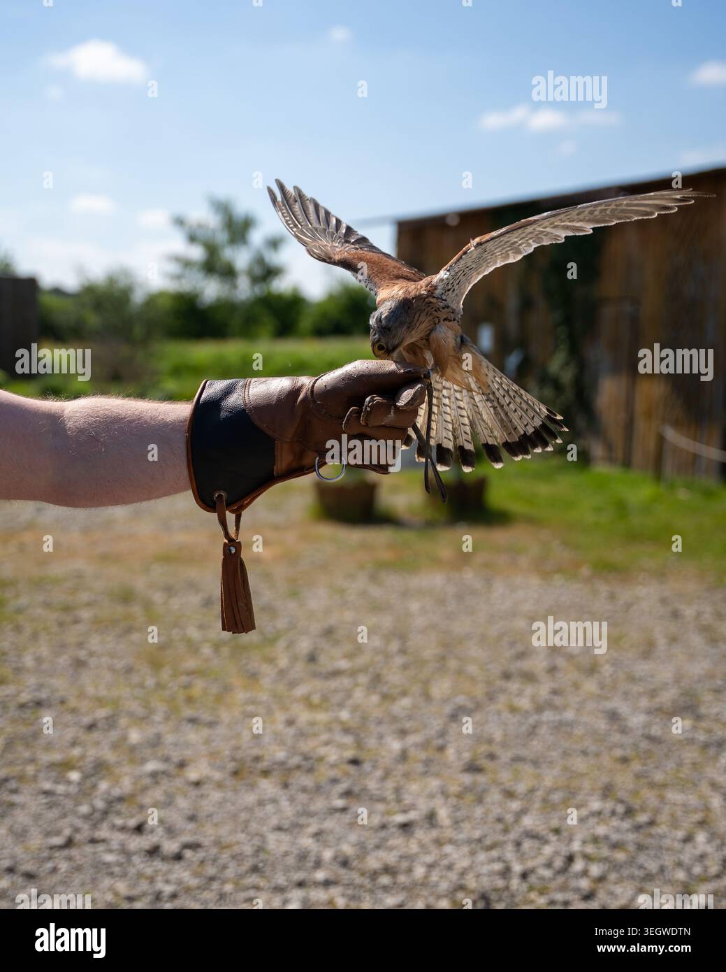 Prova la straordinaria agilità di un gheppio catturato a metà volo, mentre si avvicina o parte con grazia dalla mano dei guanti di un falconatore. Questo potente Foto Stock