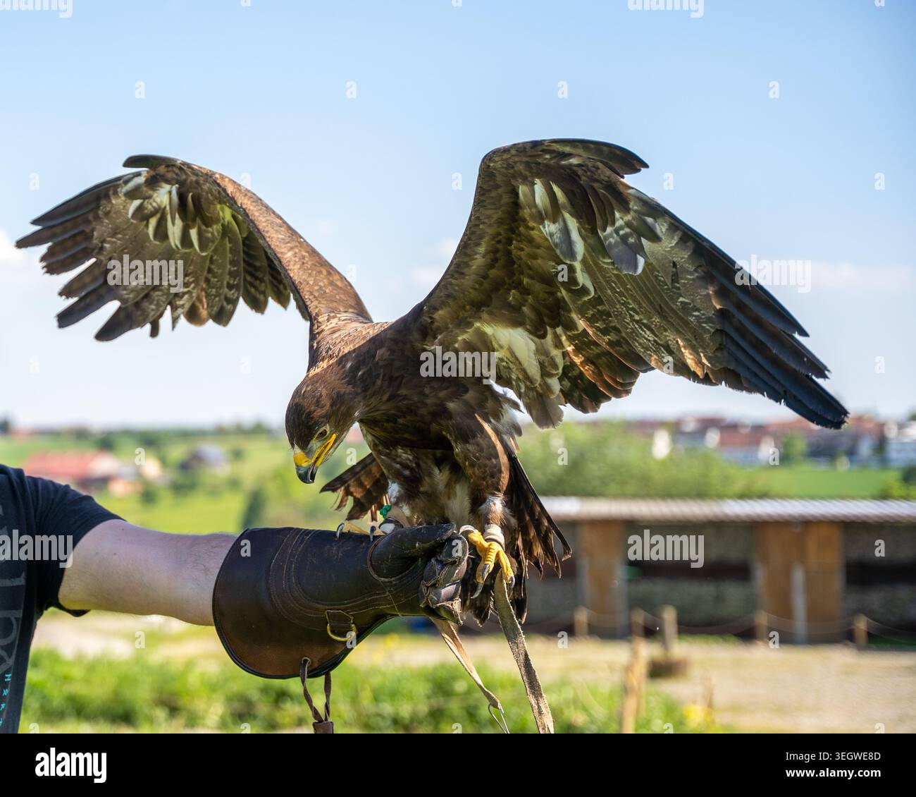 Vivi l'impressionante potenza di un'aquila magnifica o di un grande rapitore catturati a metà azione, le ali si diffondono in modo drammatico, mentre si aprono su un falco Foto Stock