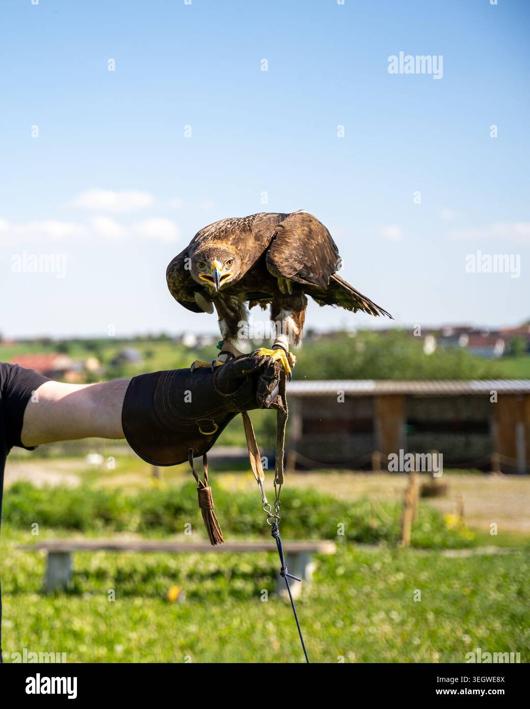 Cattura la presenza dominante di una magnifica aquila, sapientemente appollaiata sulla mano dei guanti di un falconere sotto un cielo blu brillante. Questo sistema di alta qualità Foto Stock