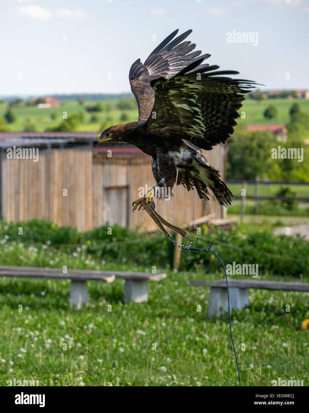 Vivi l'esilarante momento di un'aquila maestosa in pieno volo, catturata proprio mentre si prepara a atterrare con grazia su un guanto di falconer. Questo hig Foto Stock