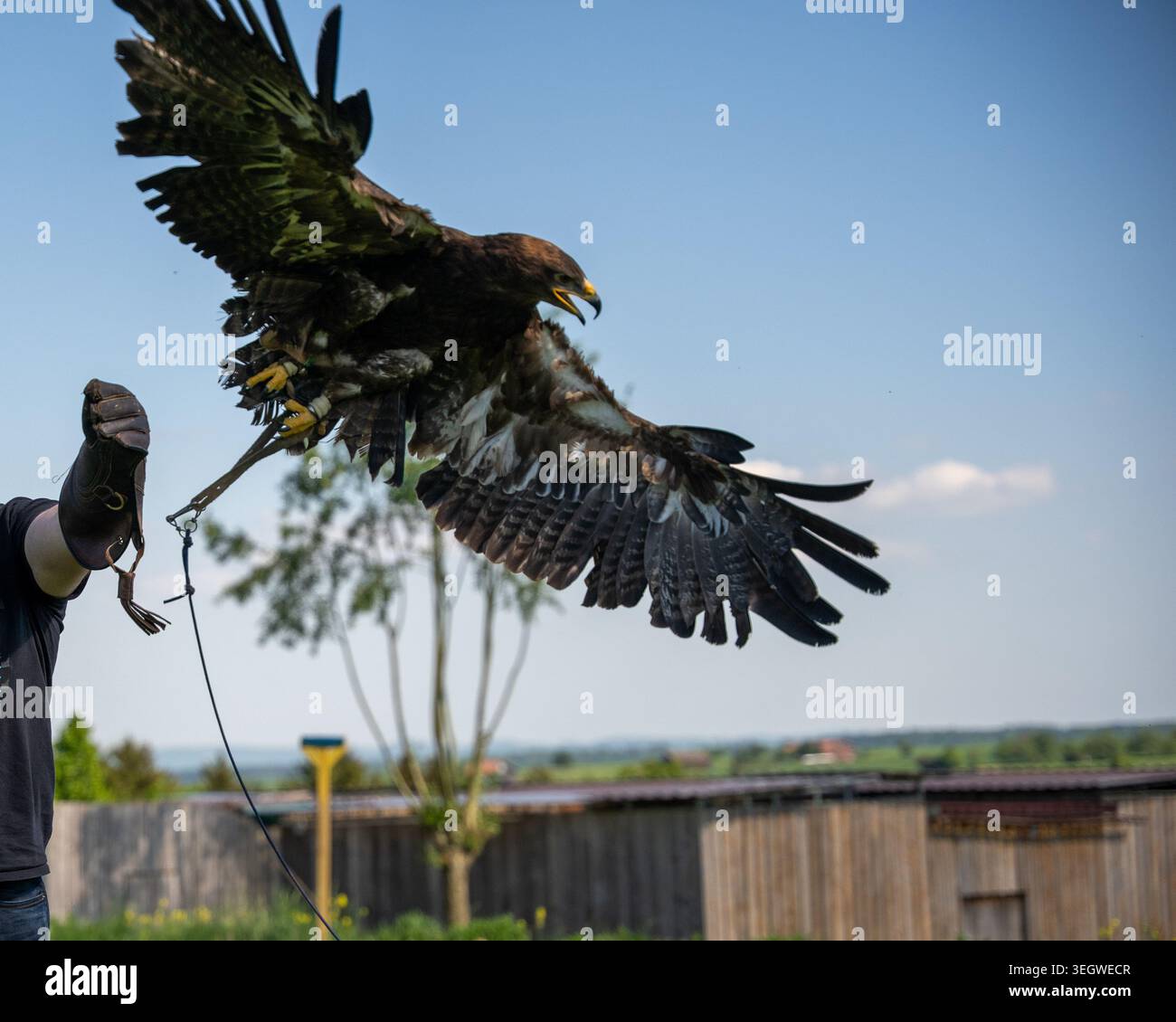 Assisti all'esilarante momento in cui una magnifica aquila prende il volo, catturata in questa incredibile foto ad alta risoluzione. Appena lanciato dal Foto Stock