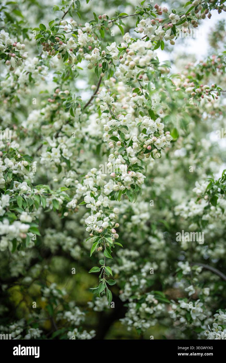 Primo piano di un melo in fiore. Primavera, stagione nella natura. Foto Stock