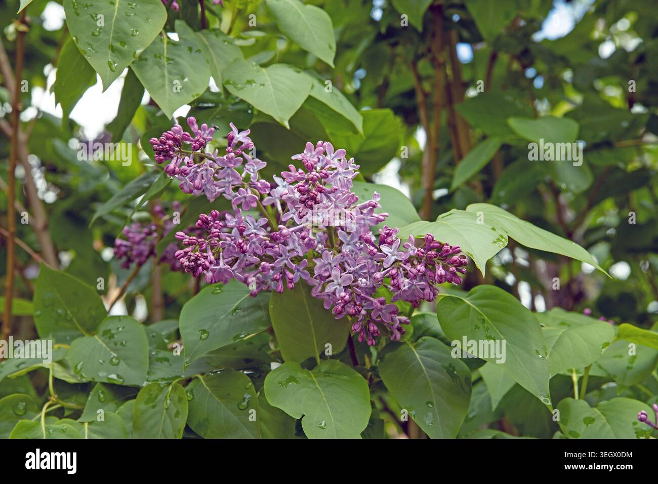 Un lilla viola è fiorito a maggio, in Svezia Foto Stock