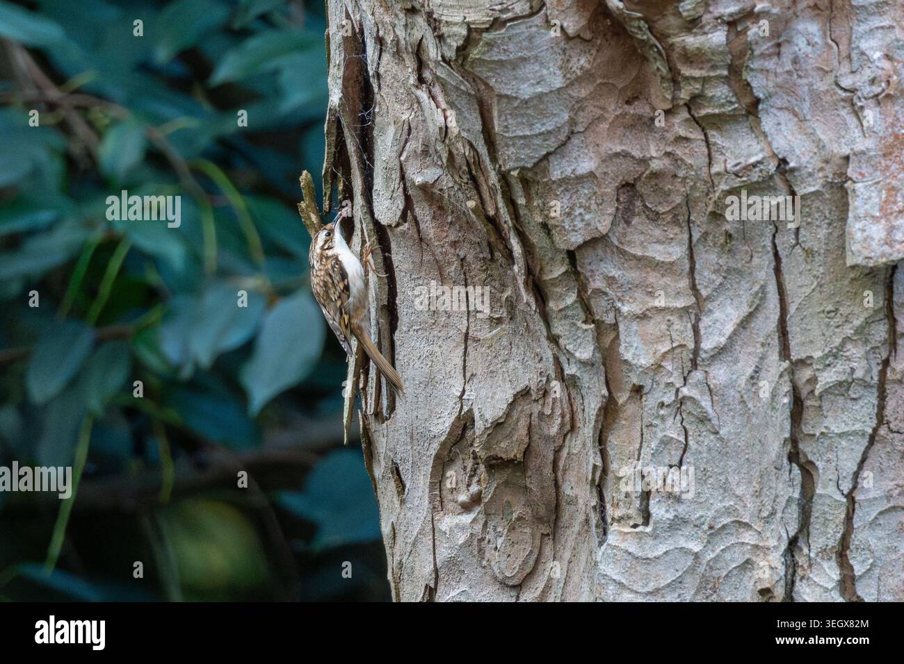 Treecreeper (Certhia familiaris) che forgia su corteccia, Langley Park, Buckinghamshire, Inghilterra, Regno Unito Foto Stock