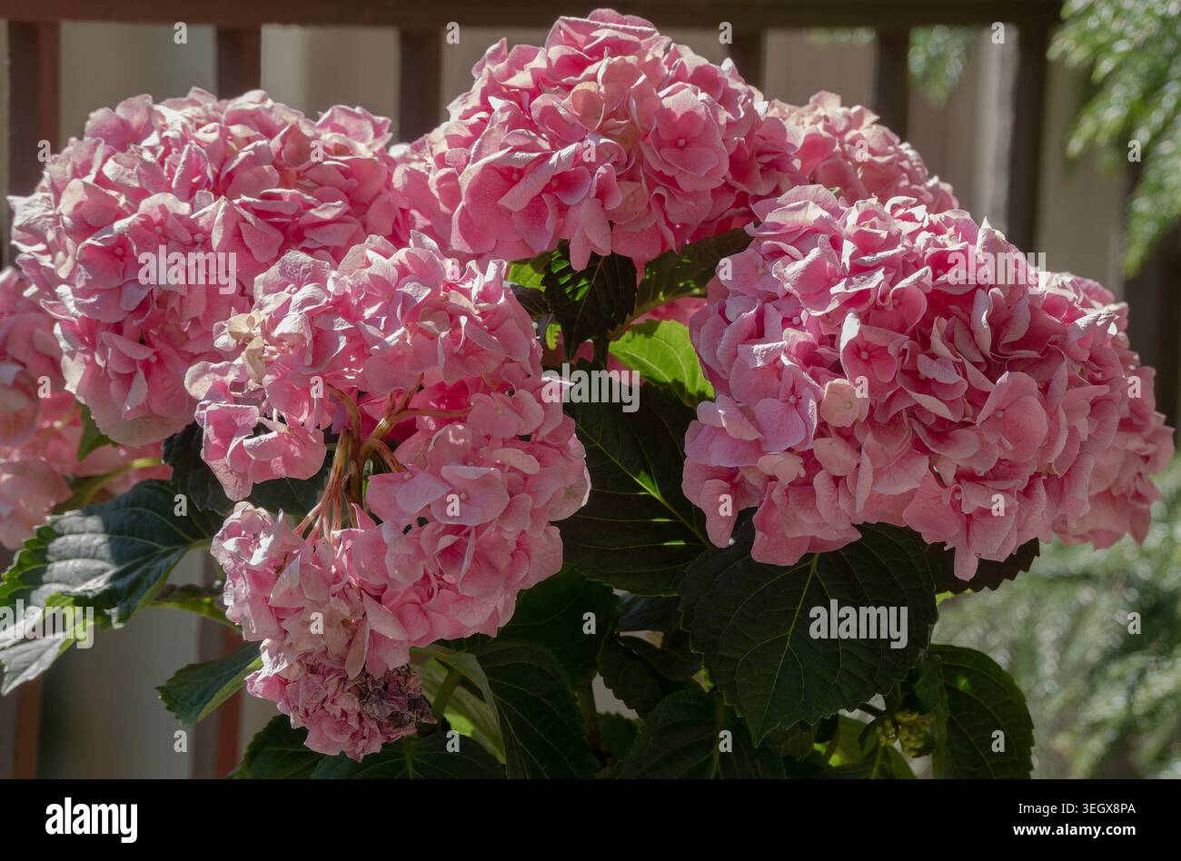 Gruppo di idrangea rosa su un ponte di appartamenti Foto Stock