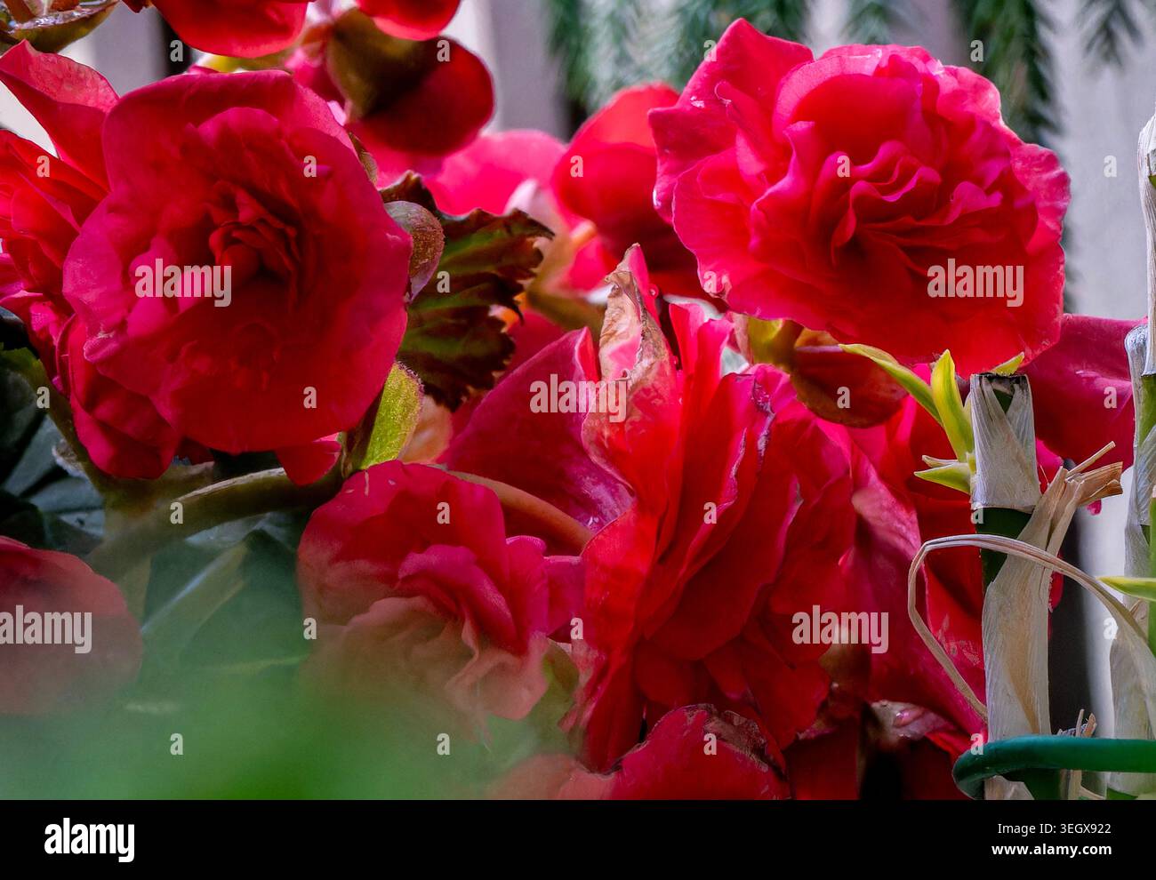 Begonie rosse tubolari in fiore Foto Stock