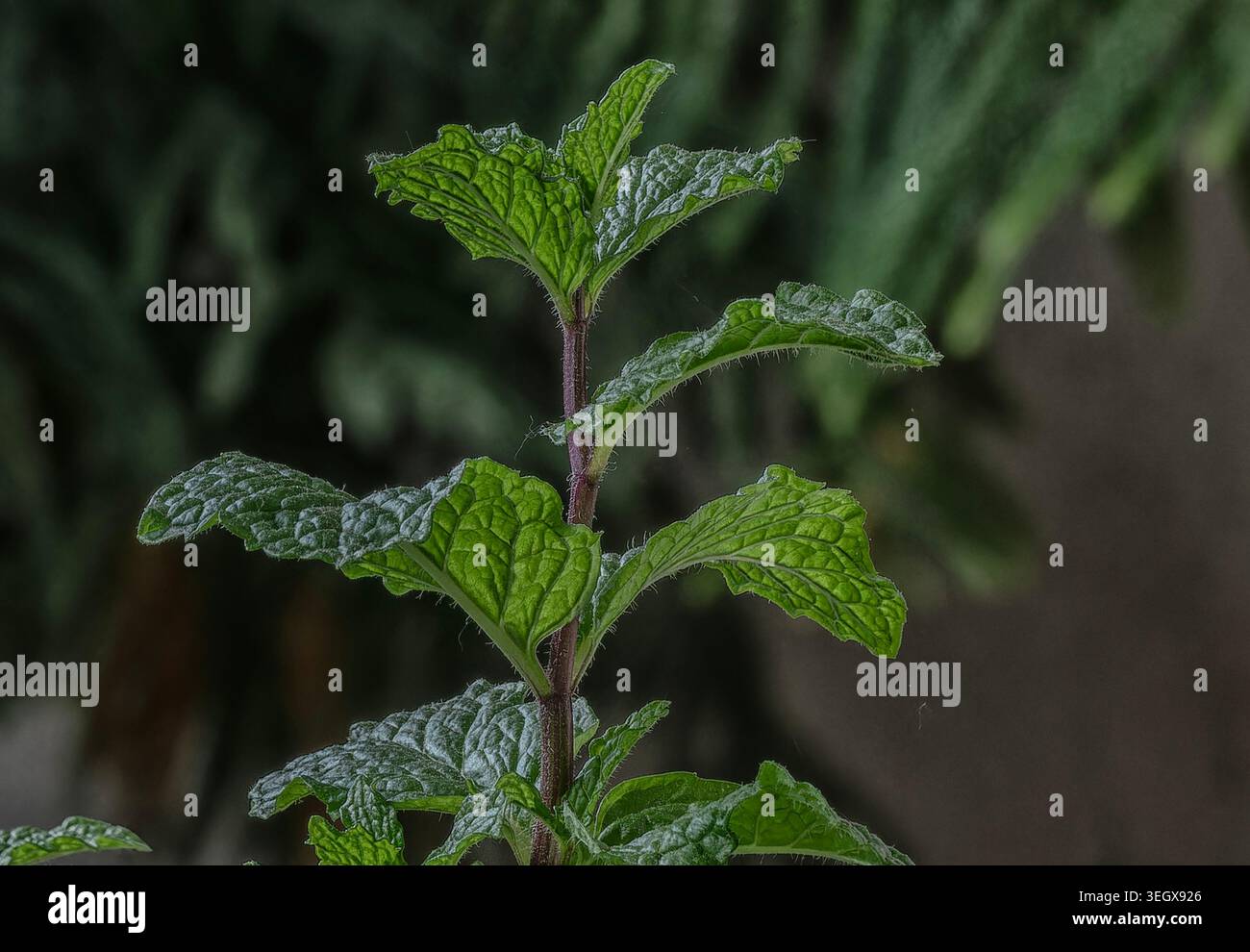 Foglie d'albero in una posizione nebbiosa Foto Stock