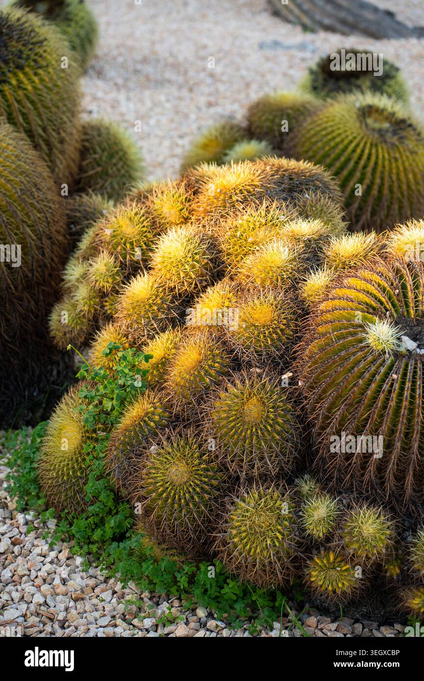 Cactus Golden Barrel che prosperano in un giardino desertico Foto Stock