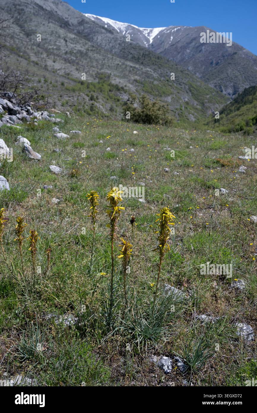 Asphodel giallo: Asphodeline lutea. Grecia settentrionale. Foto Stock