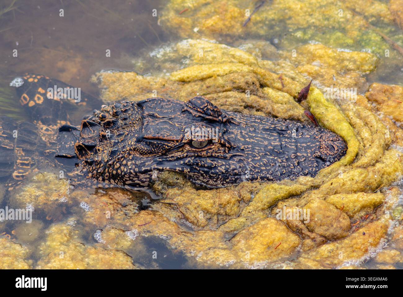 Un colpo della testa di un alligatore americano visto dall'alto mentre spinge attraverso le spesse alghe dell'Huntington Beach State Park, South Carolina Foto Stock