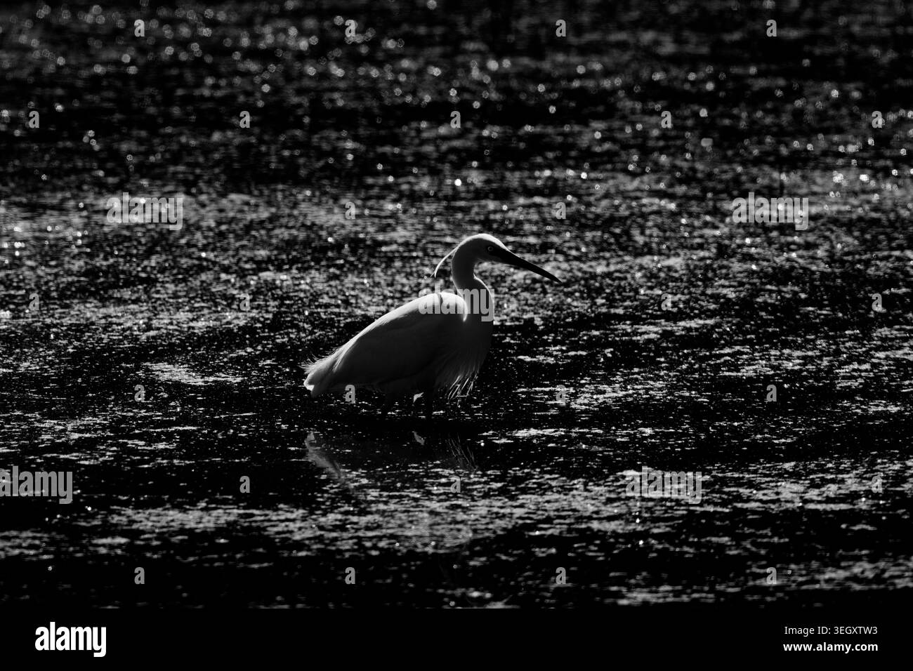 Riflessi d'acqua di Heron Foto Stock