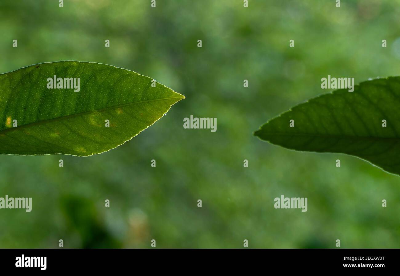 Due foglie si affacciano in giardino Foto Stock