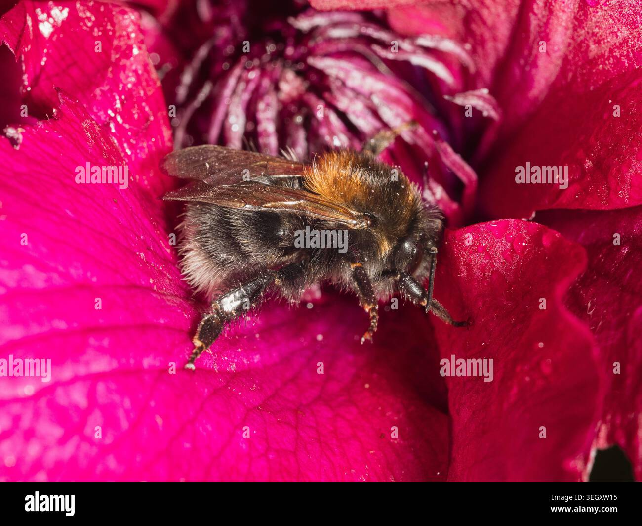 Tree bumblebee, Bombus Hypnorum, un recente arrivo nel Regno Unito, riposato nel cuore di un fiore di Clematis 'Nubia' Foto Stock