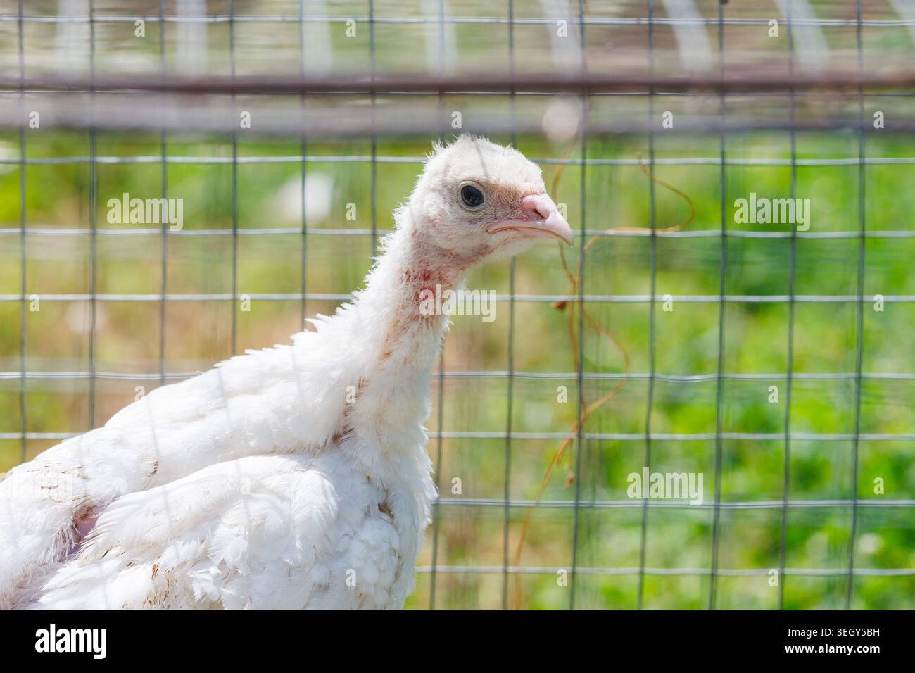 Uno scatto ravvicinato di un giovane tacchino bianco in piedi all'interno di un recinto in rete metallica in una piccola fattoria con erba verde sullo sfondo. Foto Stock