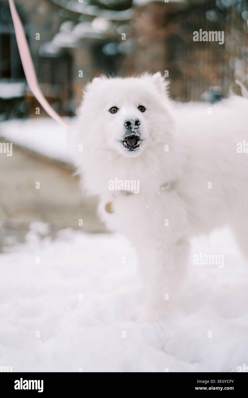 Gioioso cane innevato. samoyed appagato si erge su un sentiero ghiacciato durante il giorno invernale. Piacevole cane bianco soffice che indossa il guinzaglio rosa gode della neve fredda invernale Foto Stock