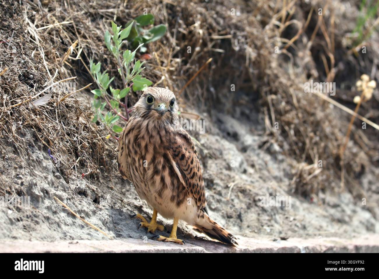 Uno scatto ravvicinato di un giovane gheppio comune arroccato su una sporgenza di pietra, rivolto in avanti e che guarda direttamente all'obiettivo della fotocamera con una dettagliata macchia marrone Foto Stock