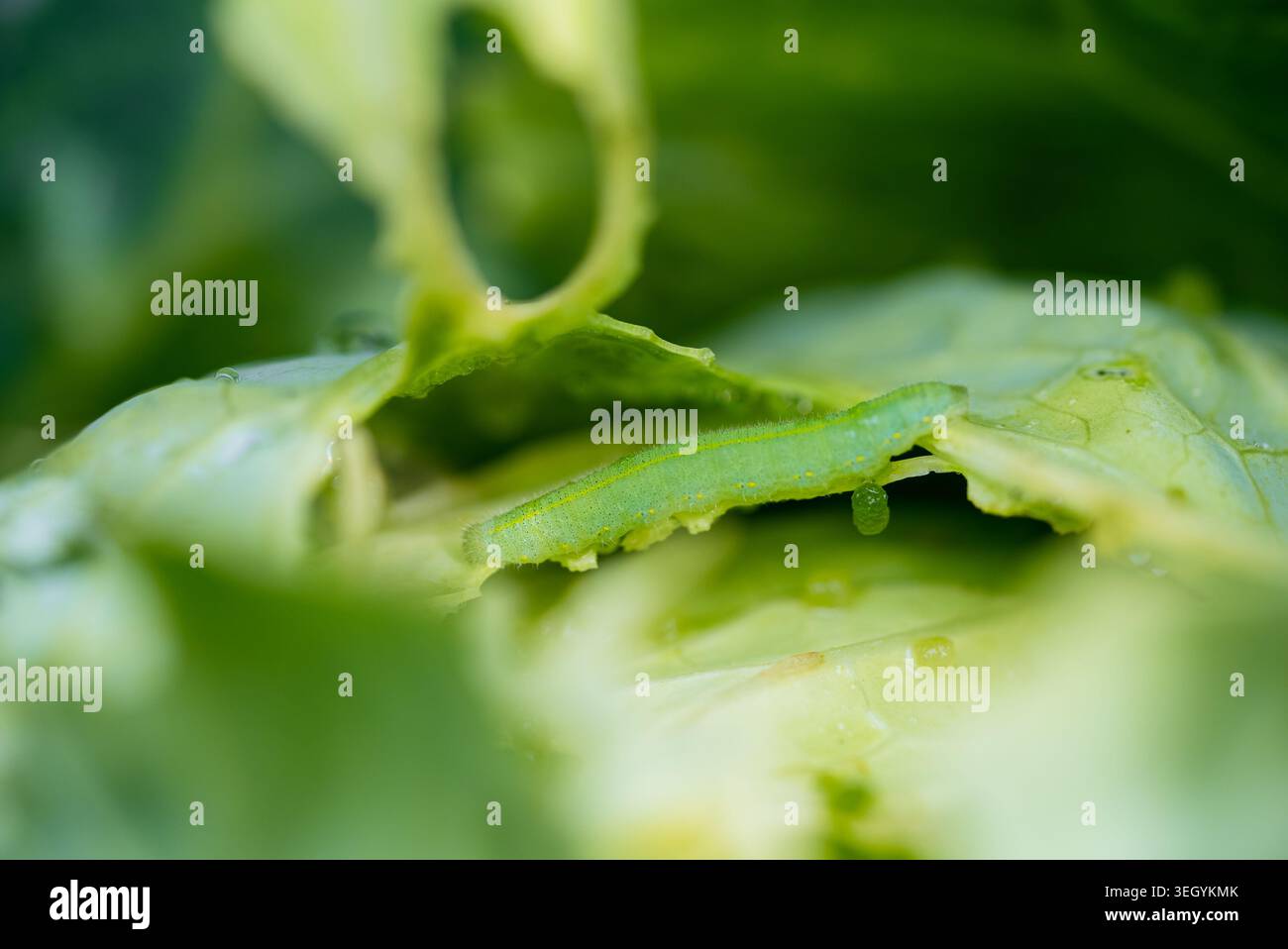 Larva di vermi di cavolo verde che si nutrono su una foglia di cavolo fresca, creando buchi e danneggiando le verdure in via di sviluppo, evidenziando un problema comune di parassiti nella coltivazione biologica e nell'agricoltura Foto Stock