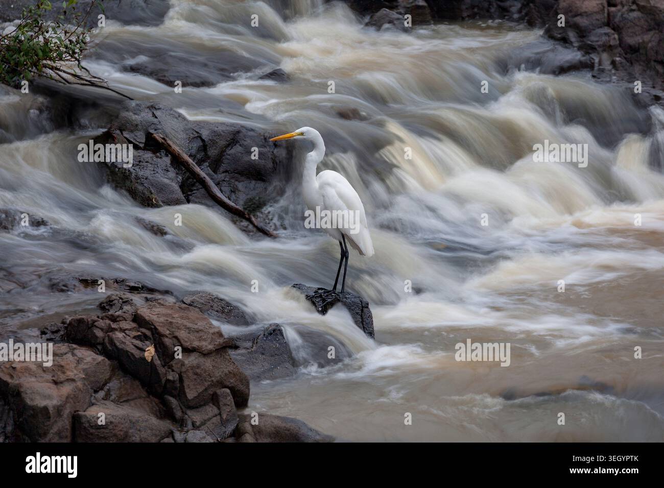 Airone bianco che aspetta pesci a una cascata nelle cascate di Iguazú, Argentina Foto Stock