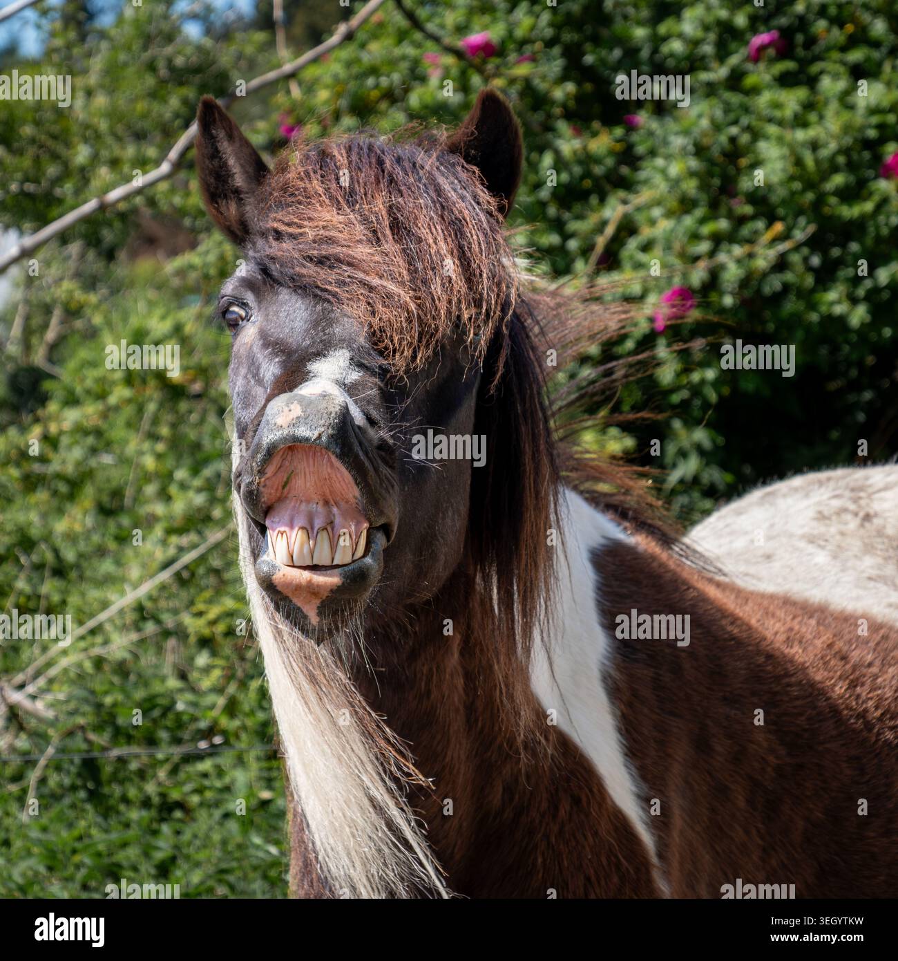 Divertente cavallo che mostra i suoi denti e sembra ridere in un ambiente rurale soleggiato Foto Stock