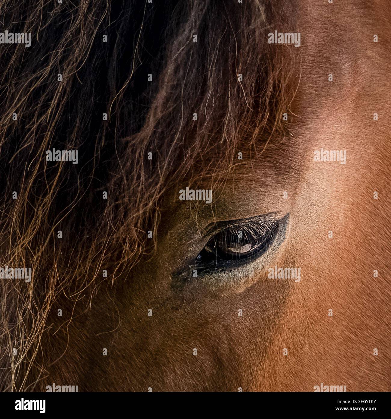 Dettaglio ravvicinato dell'occhio di un cavallo marrone e della criniera scura con una consistenza di pelliccia visibile e luce naturale Foto Stock