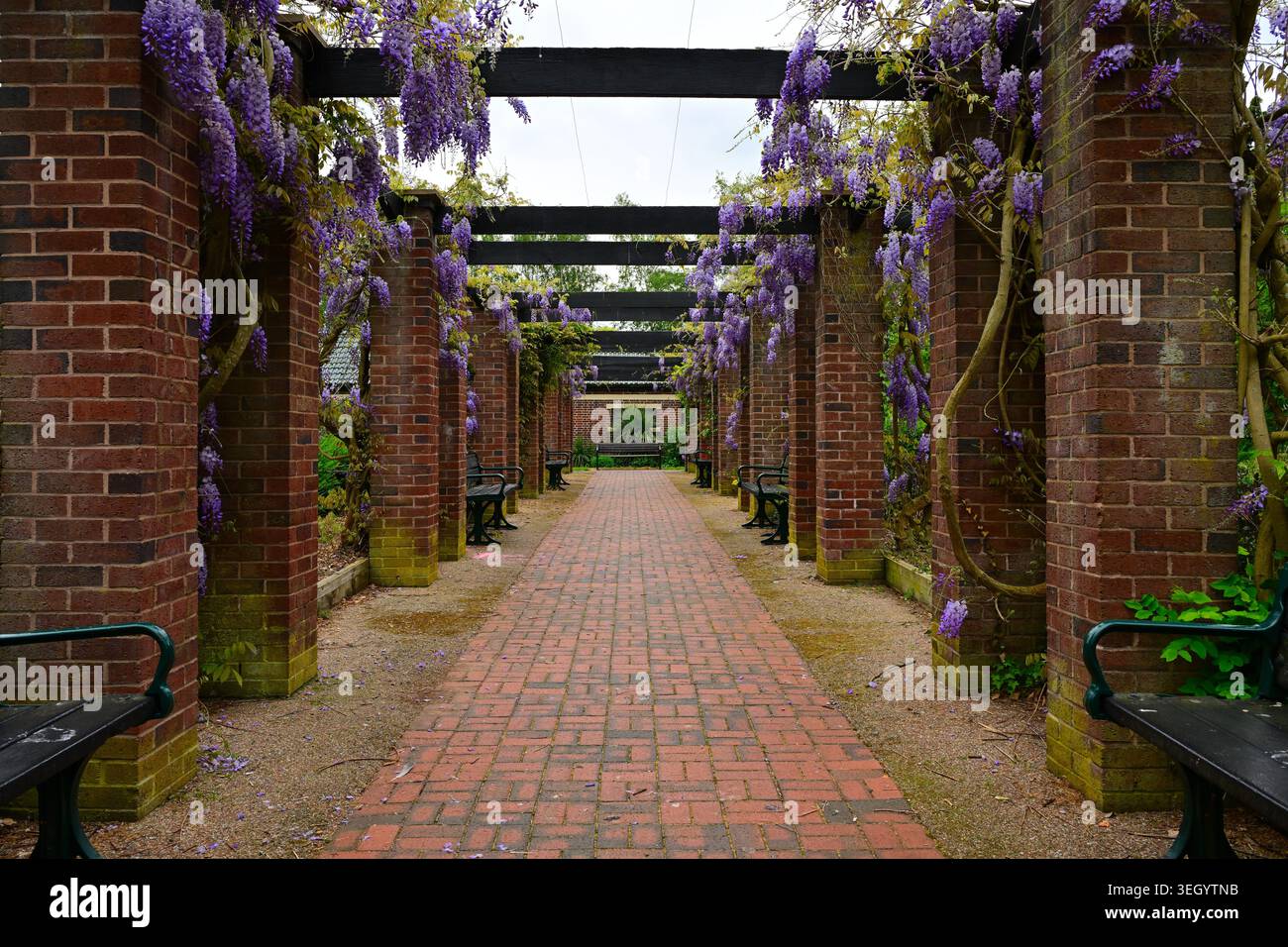 Passerella Pergola con glicine viola in fiore e panche verdi da giardino Foto Stock