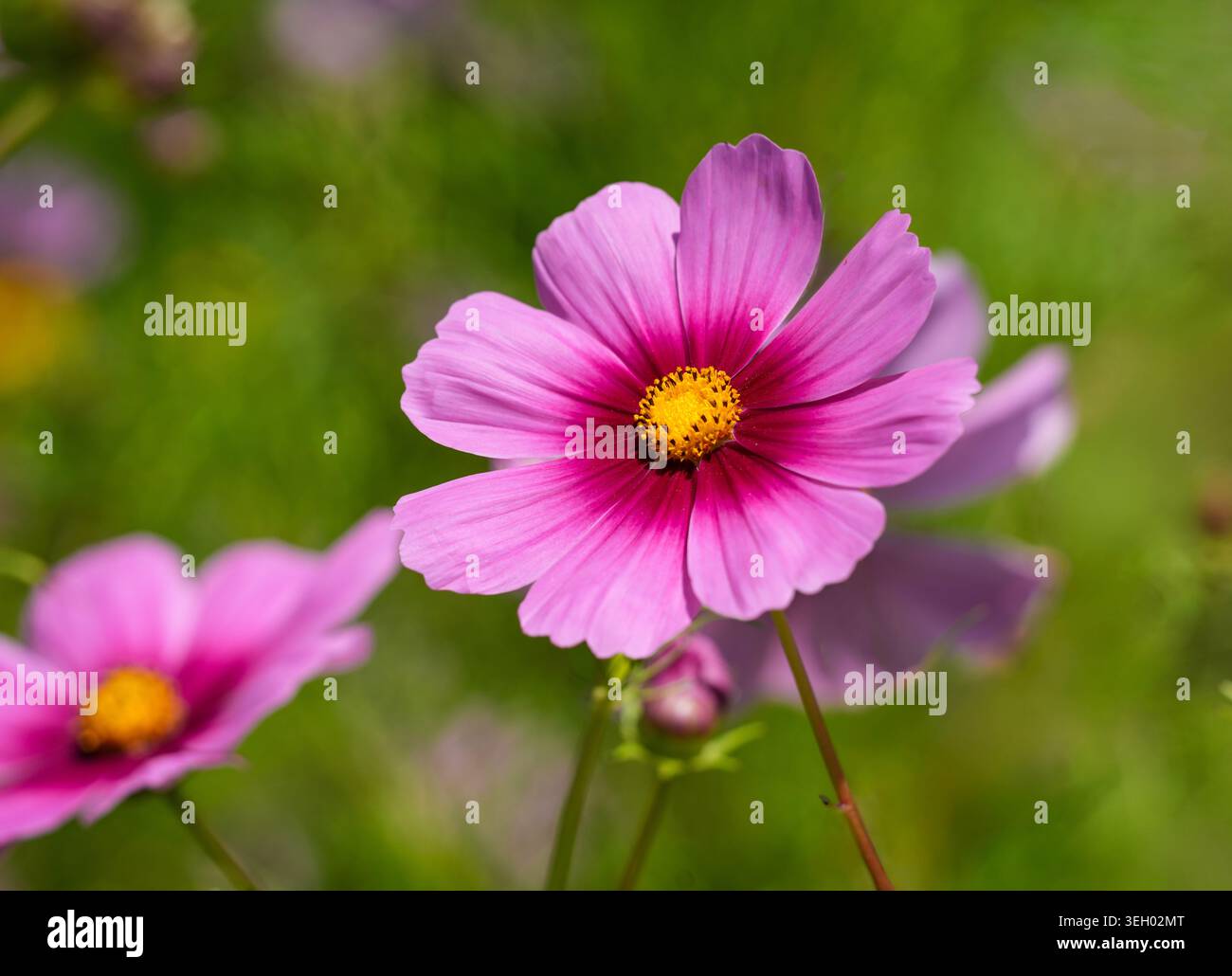 Un fiore rosa di Cosmos con un centro Crimson chiamato Cosmos bipinnatus, un popolare annuale a bassa manutenzione noto per attirare gli impollinatori di api e farfalle. Foto Stock