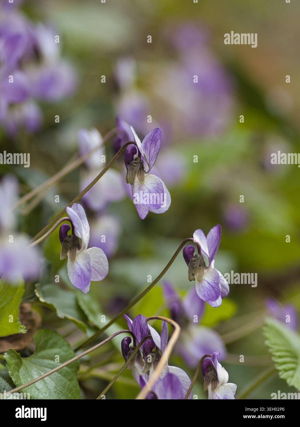 Ammassi di fiori di odorata viola (Viola odorata) con profondi petali viola che fioriscono tra foglie verdi in primavera Foto Stock
