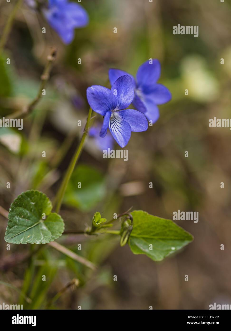 Delicati fiori viola-blu di comune cane viola (Viola riviniana) che fioriscono in un ambiente boschivo naturale Foto Stock