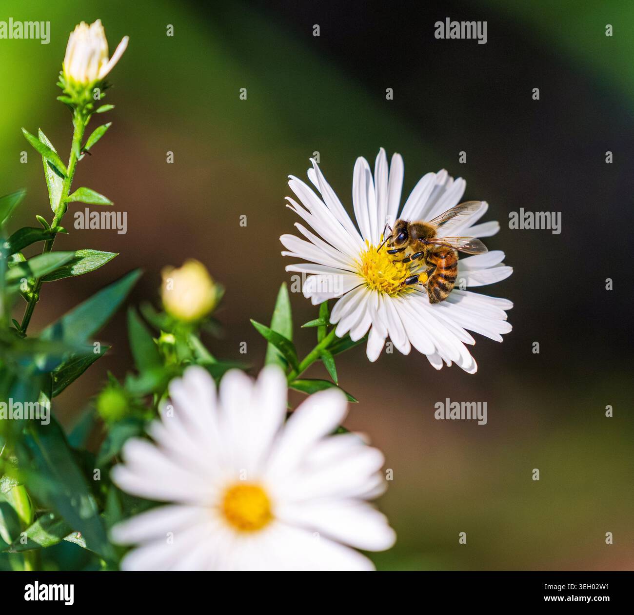Un nido d'ape che raccoglie il nettare all'interno di un piccolo fiore di White Aster, una fonte vitale di cibo di fine stagione per gli impollinatori. Foto Stock