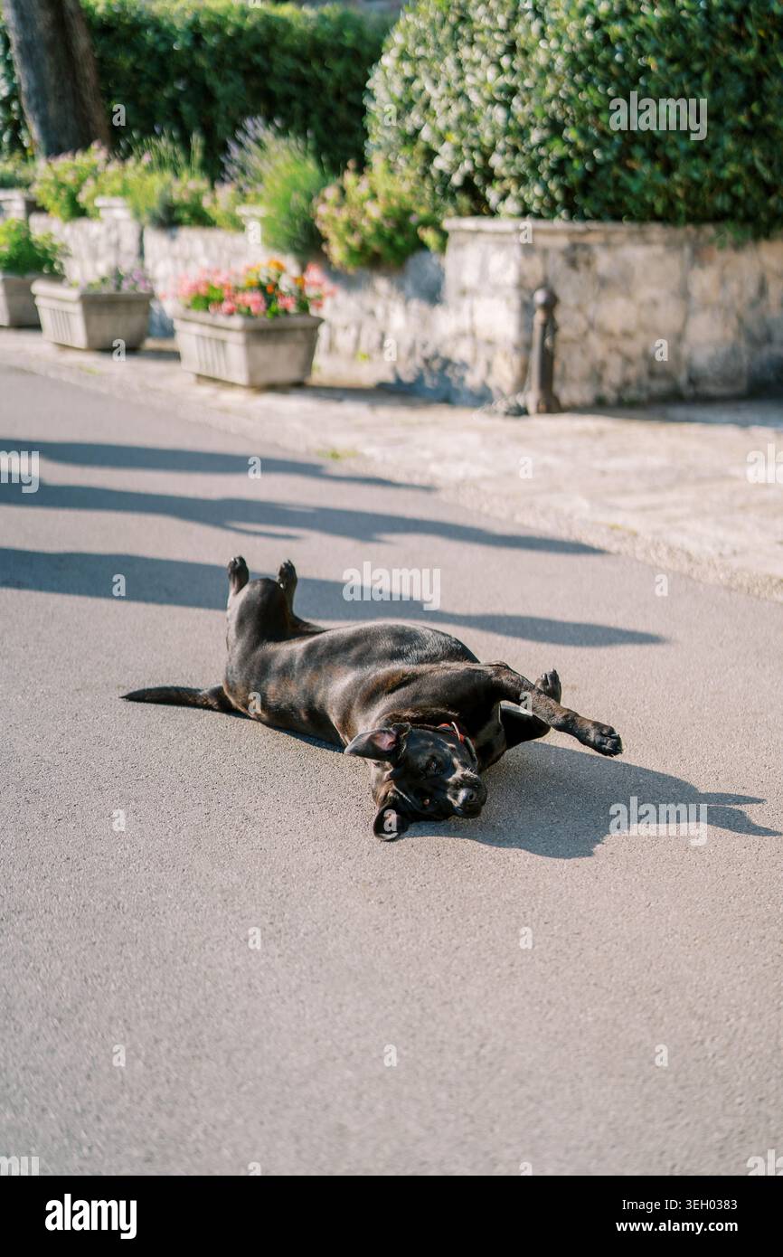 Cane nero disteso su una strada soleggiata vicino al giardino Foto Stock