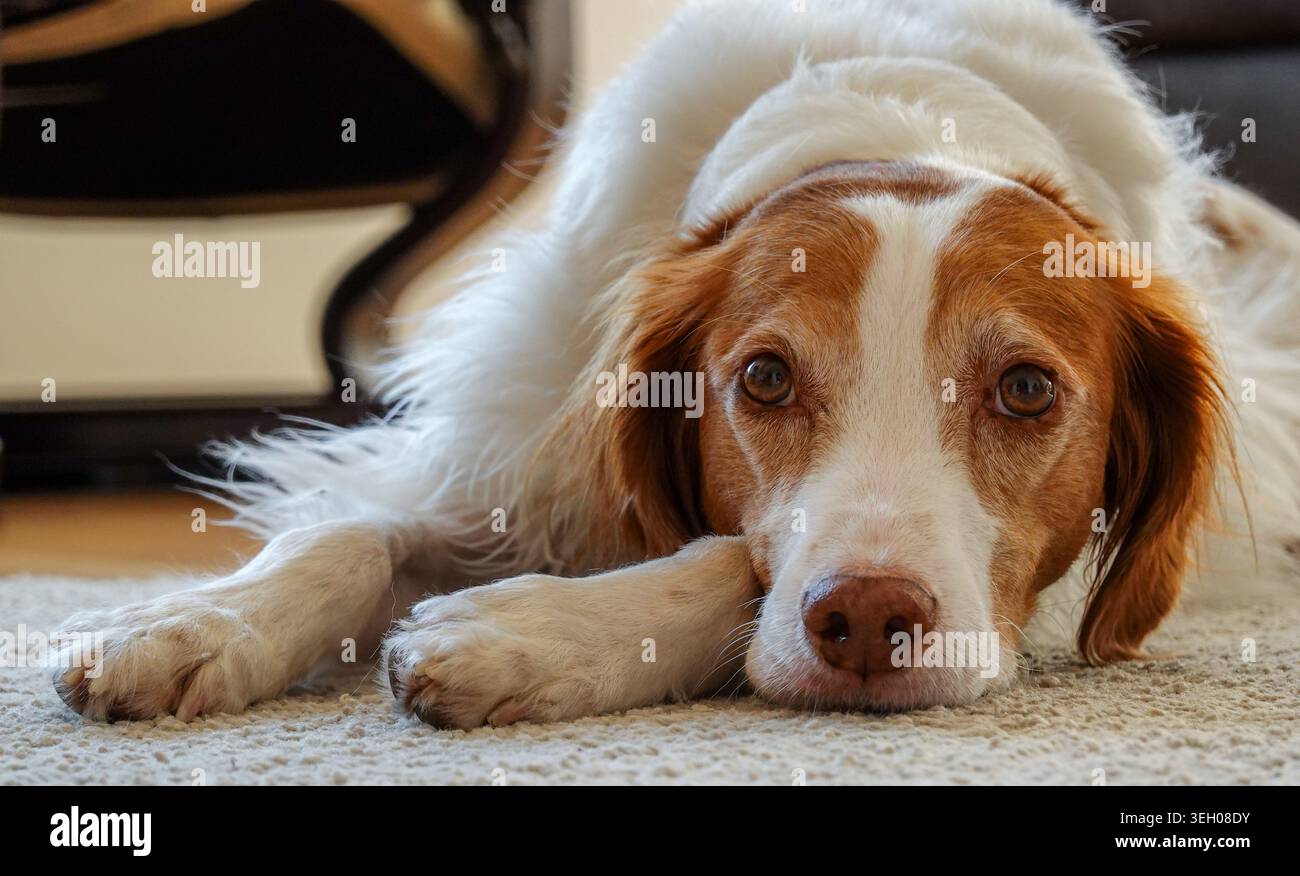 Un fedele cane da compagnia che riposa in casa guardando lo spettatore Foto Stock