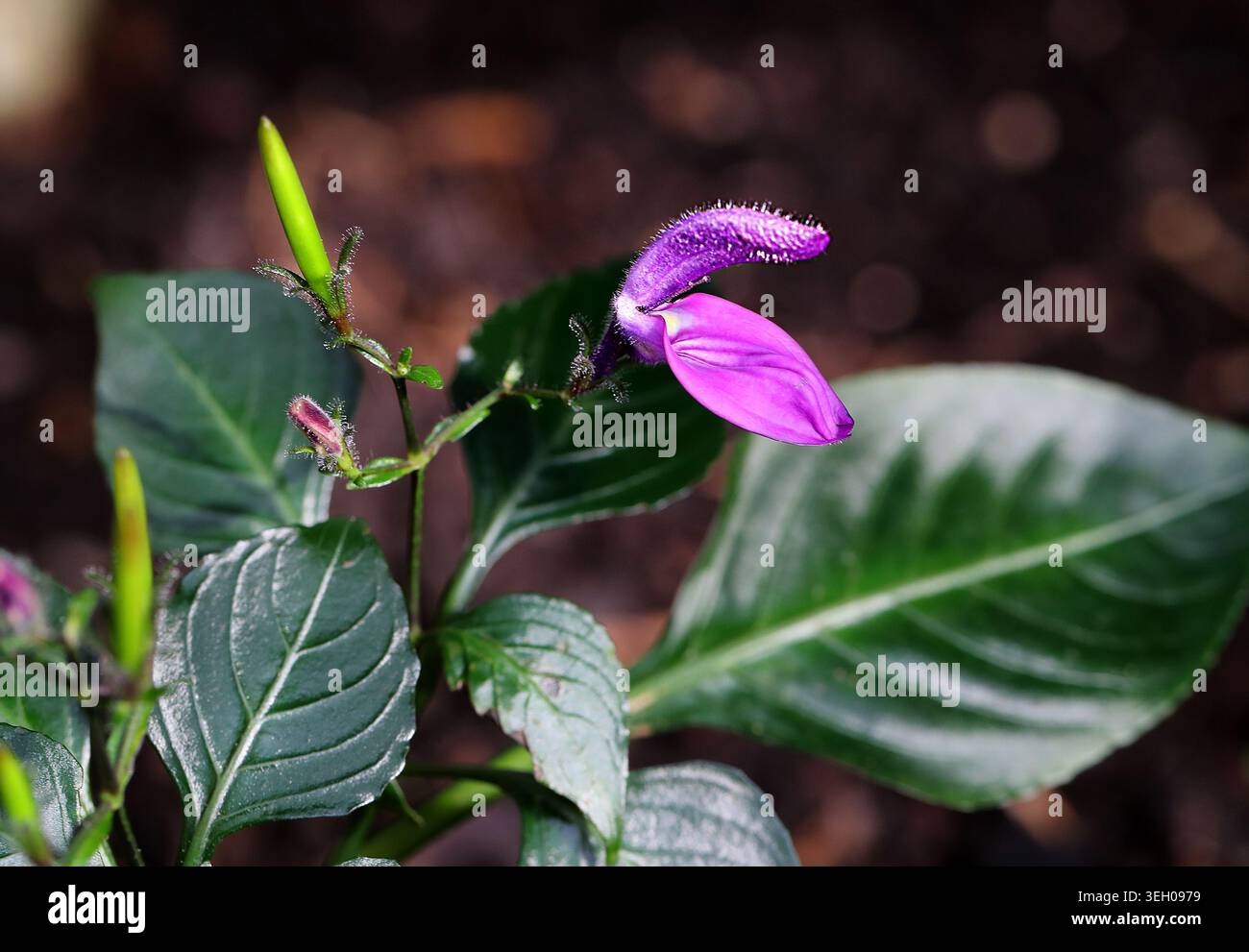 Bush Violet o African Bush Violet, Brillantaisia debilis, Acanthaceae. Camerun, Repubblica democratica del Congo e Gabon, Africa occidentale e centrale. Il Foto Stock