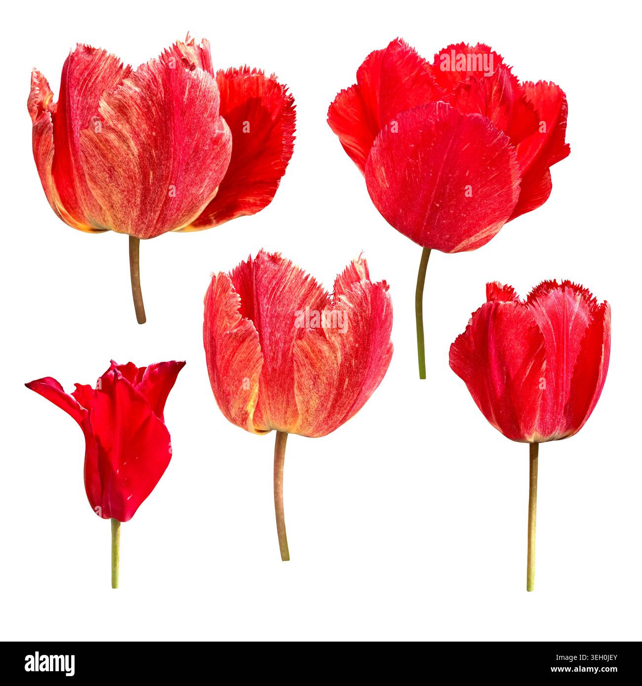 Set di fiori di tulipani rossi con frange e bordi simili ad aghi sui petali, texture dettagliata della fresca fioritura primaverile brillante, perfetto per disegni botanici, elemento floreale di design, arredamento, messa a fuoco morbida e selettiva Foto Stock