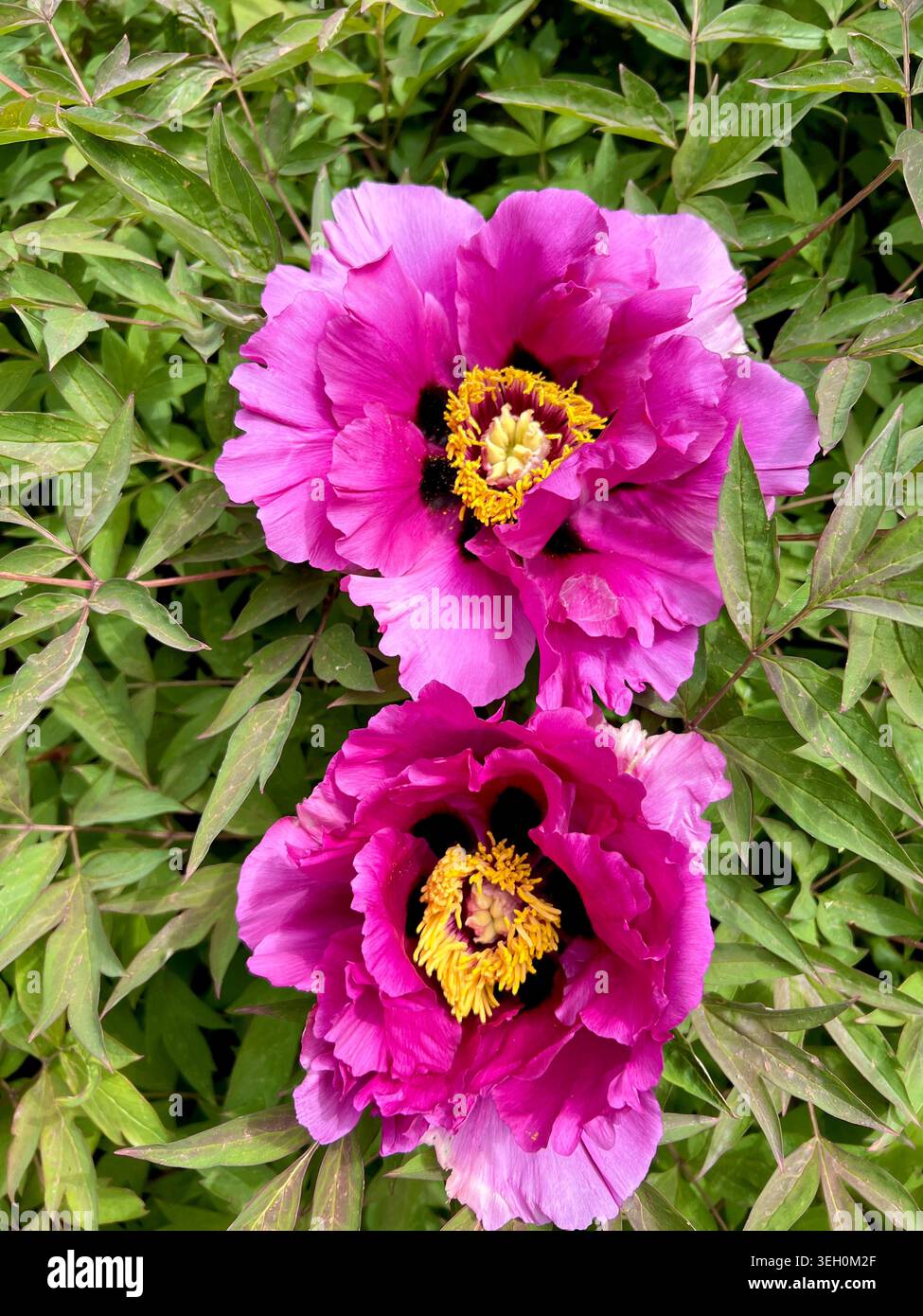 I fiori rosa acceso della peonia arborea. Foto Stock