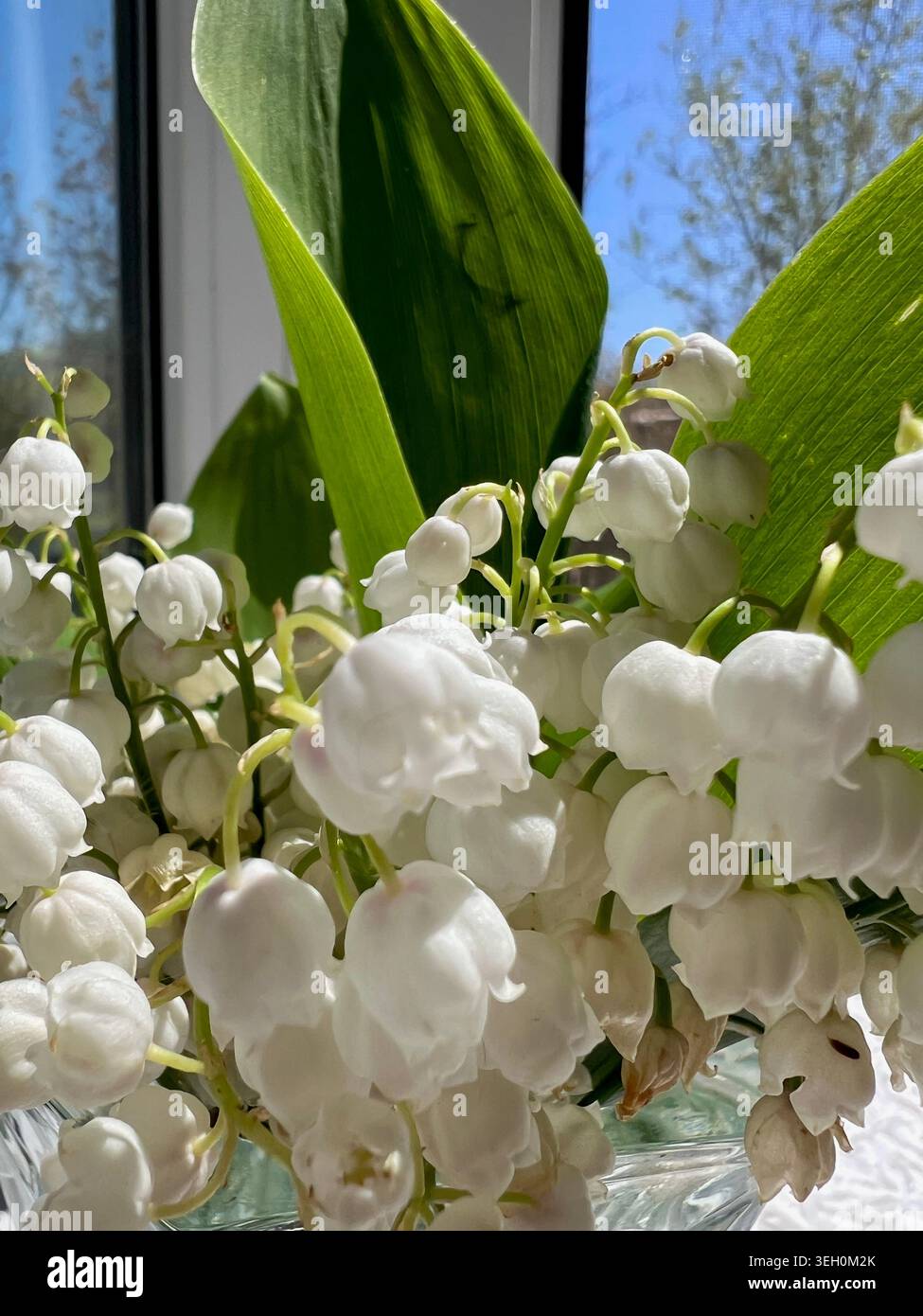 Un mazzo di piccole, fragranti gocce di neve. Foto Stock