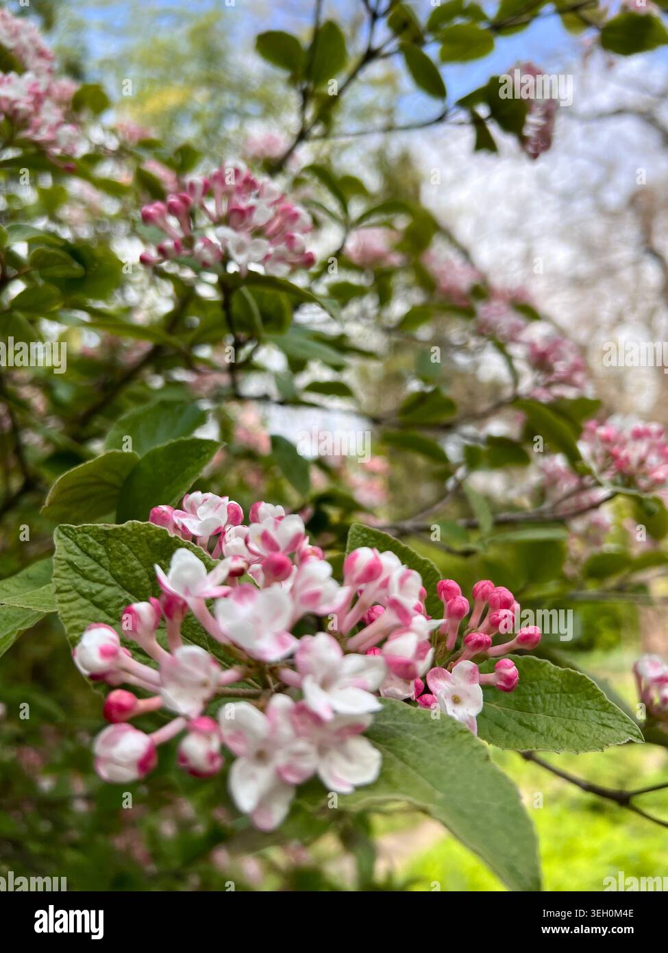 Lillà esotici all'inizio della primavera. - Immagine stock catturata con smartphone