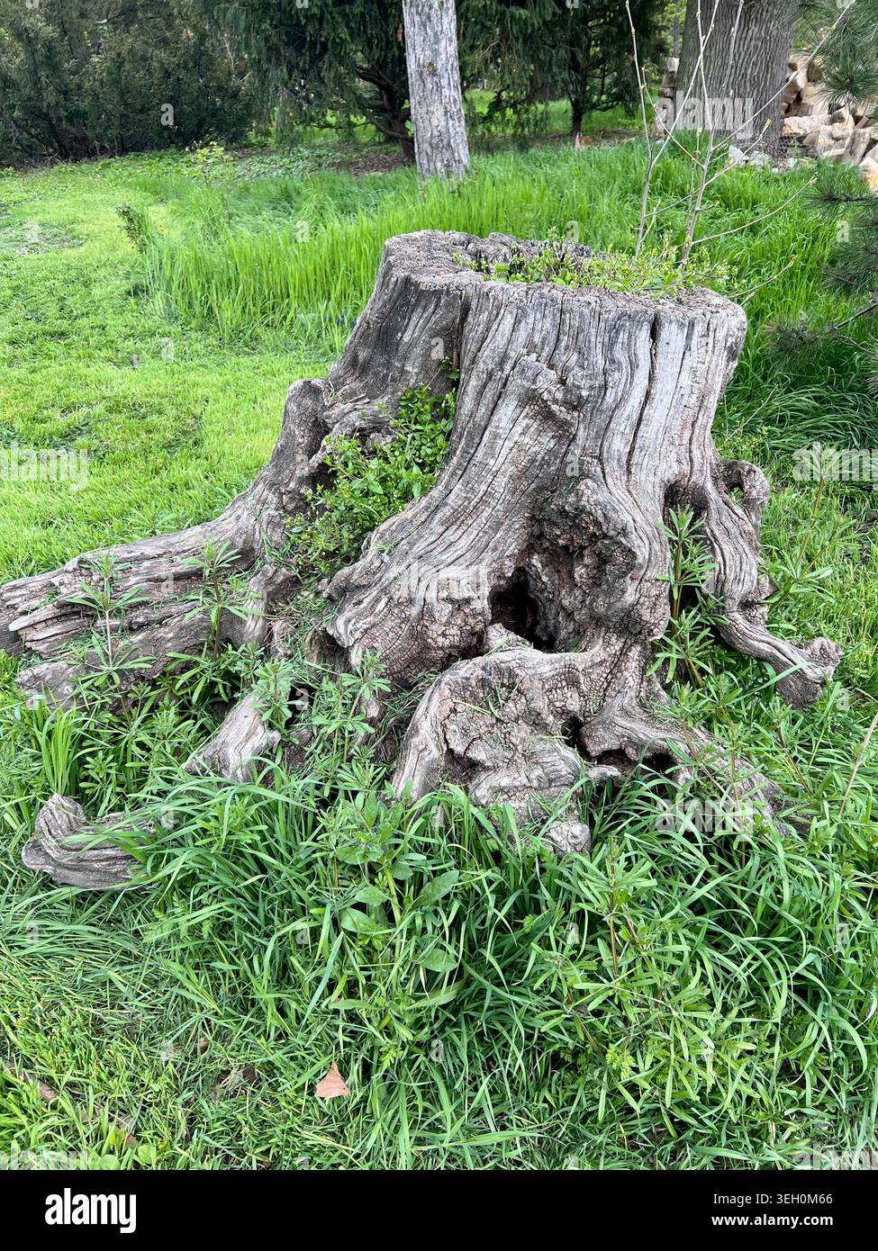 Un ceppo e la radice di un albero caduto e morto nell'erba verde. Foto Stock