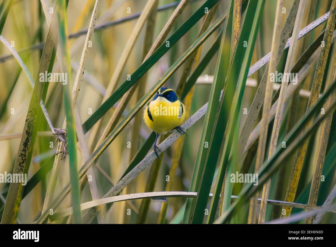 Un vibrante siete Colores (Tachuris rubrigastra) posado entre juncos verdes en los humedales del sur de Chile. Fotografía de naturaleza de alta calida Foto Stock