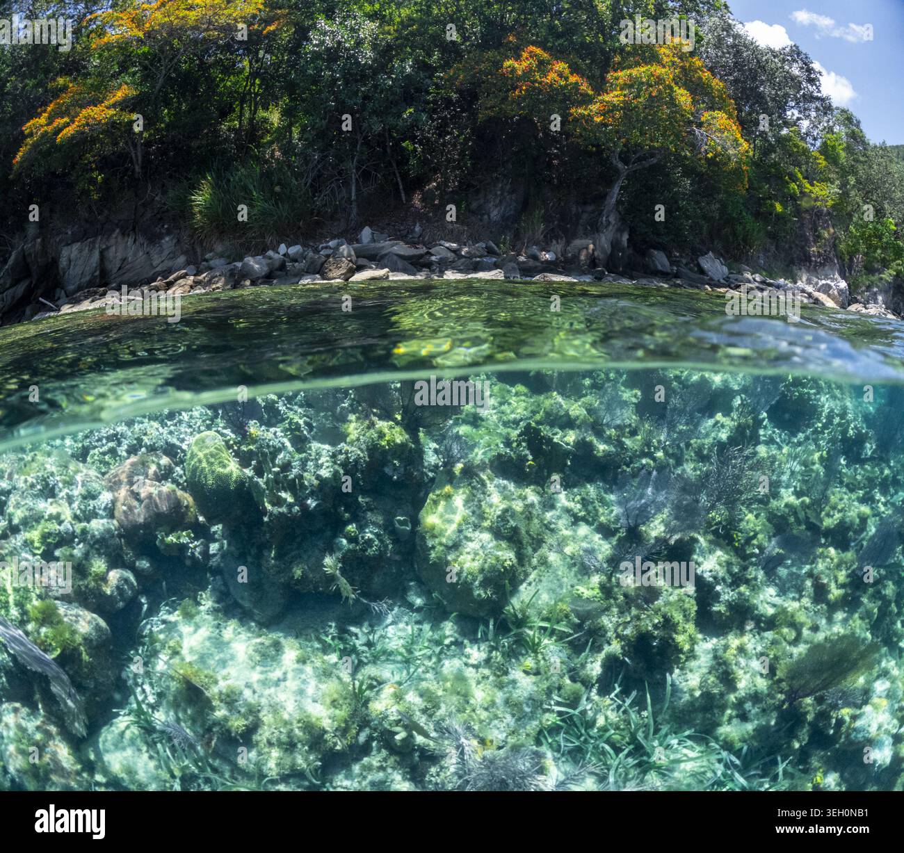Vista di una prospettiva a due livelli che mostra una lussureggiante costa tropicale con alberi fioriti sopra e una vibrante barriera corallina con ascia marina sottostante a Guanaja Foto Stock