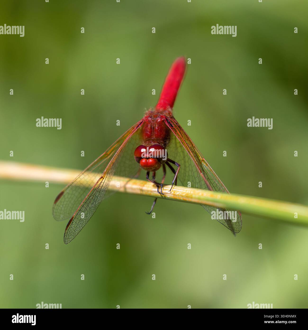 Un maschio Cardinale Meadowhawk dragonfly è appollaiato delicatamente su uno snello stelo di erba. Foothills Nature Preserve, Santa Clara County, California. Foto Stock