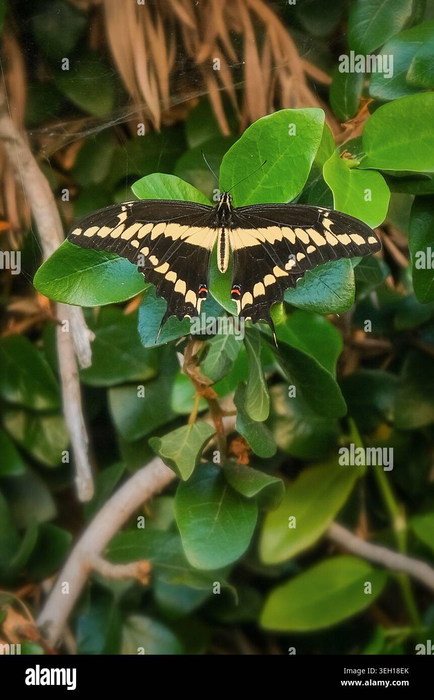 Farfalla a coda di rondine nera e gialla che poggia su un fogliame verde, mostrando un dettagliato motivo alare in luce naturale. Foto Stock