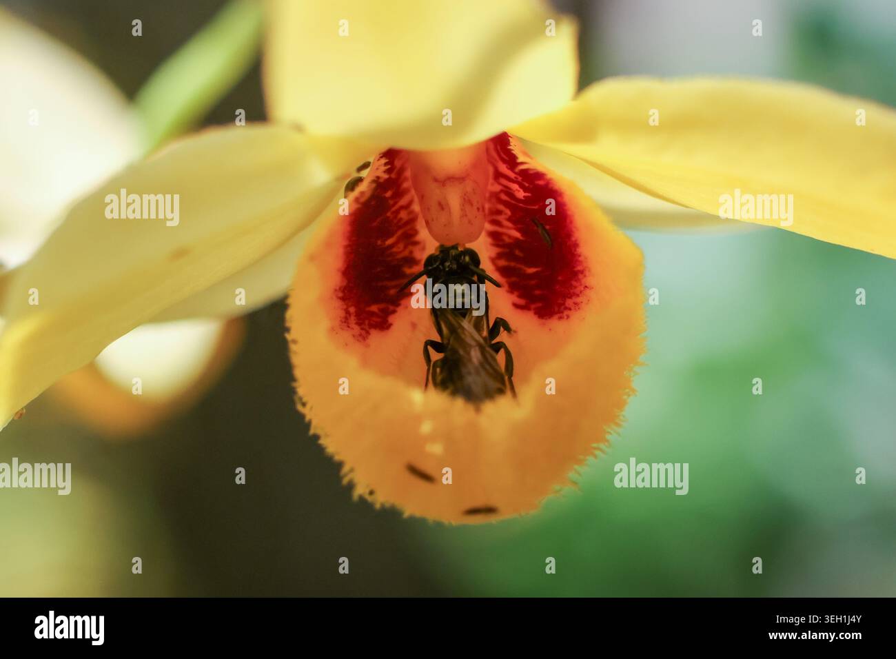Il bellissimo insetto d'api si trova all'interno di un'orchidea di fiori gialli vibranti, durante un momento tranquillo e sereno nella natura, catturato con incredibili dettagli macro che mostrano il Foto Stock