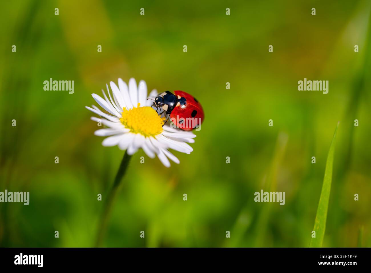 Primo piano di insetti carini e portafortuna con ali rosse e puntini neri. Beetle strizza su una margherita comune (Bellis perennis) in primavera. Foto Stock