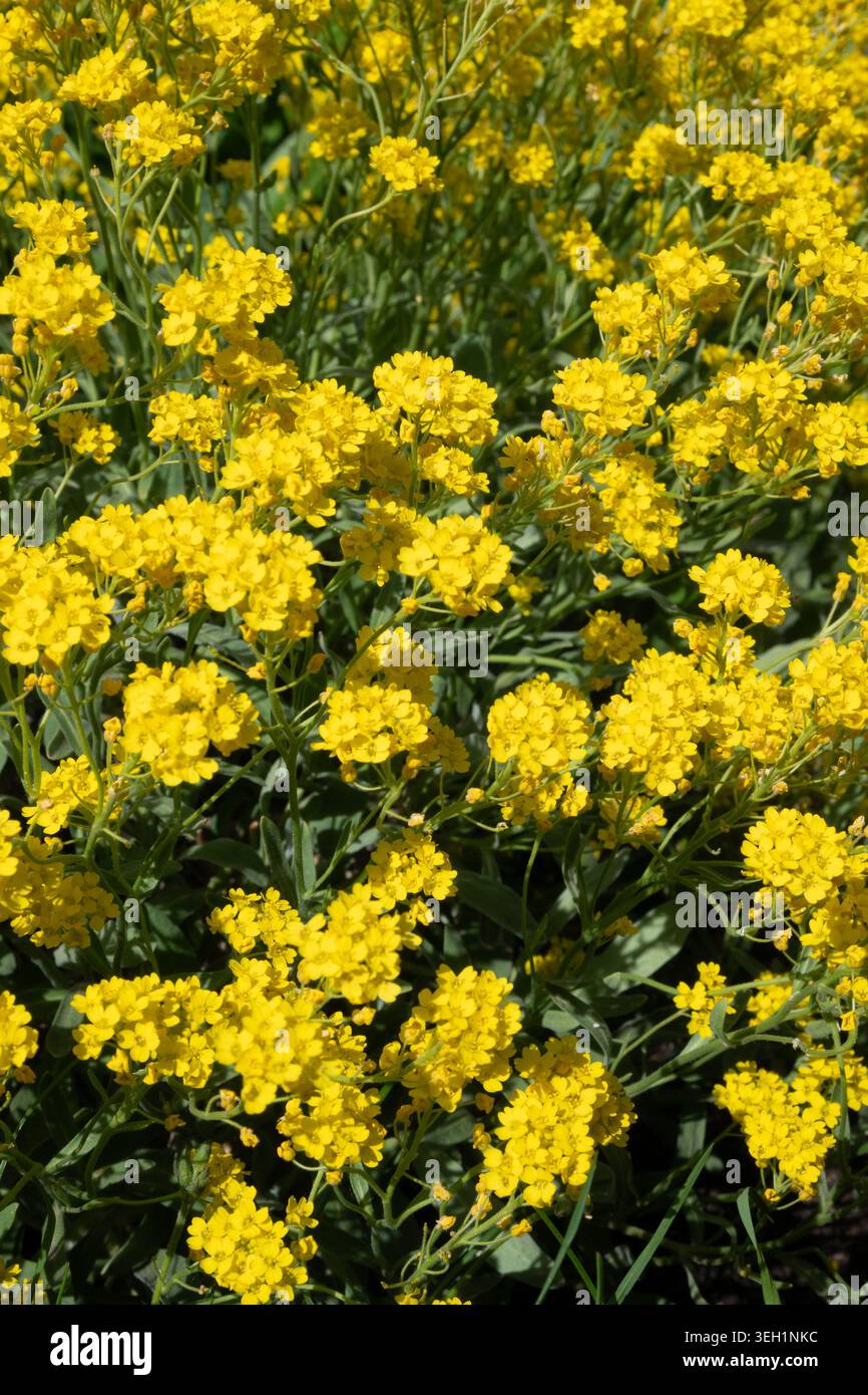 La scena mostra vivaci gruppi di fiori gialli che crescono densamente in un giardino. La luce del sole risplende creando un'atmosfera vivace in primavera. Insetti A. Foto Stock