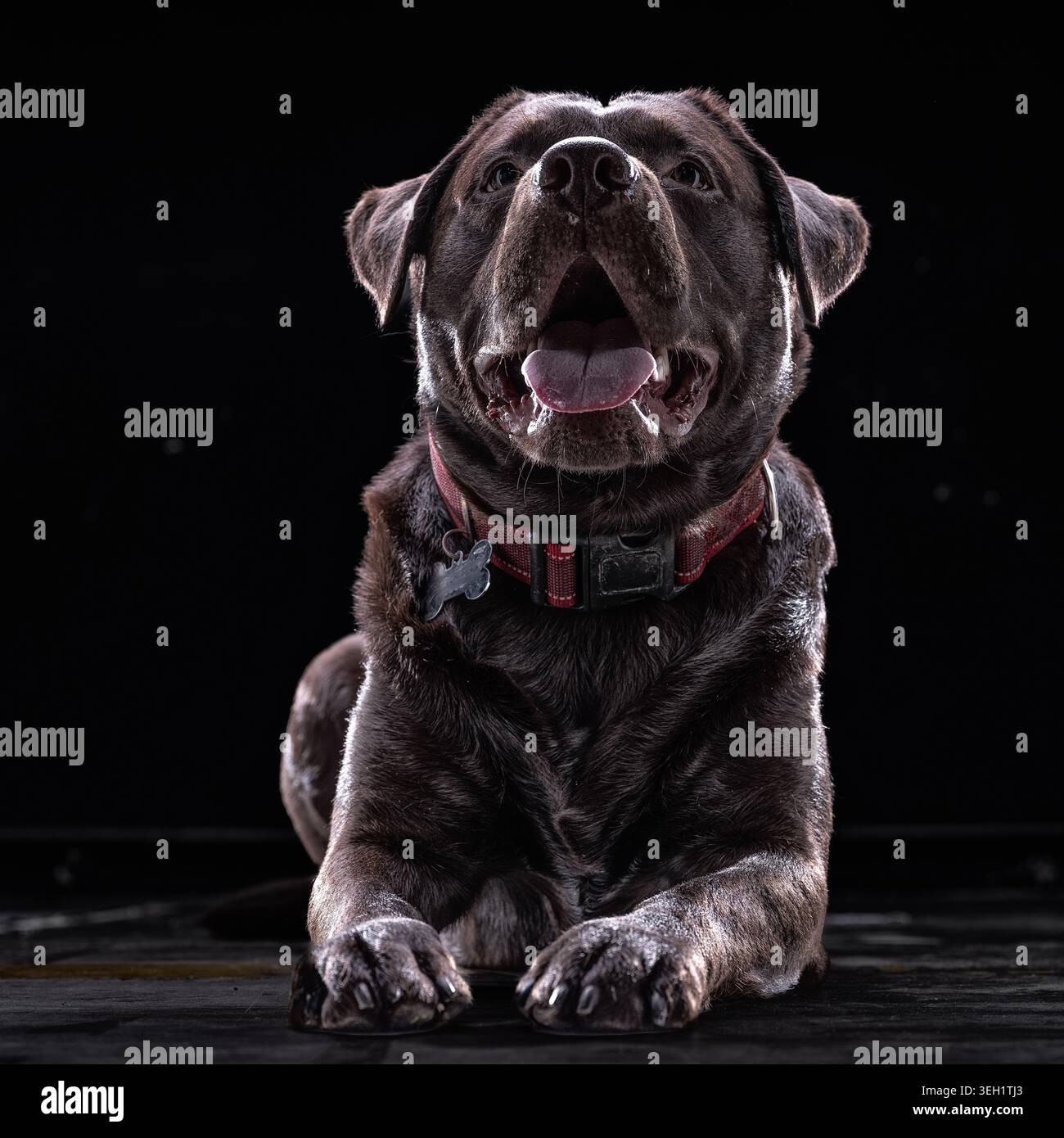 Incredibile ritratto ravvicinato di un Labrador retriever al cioccolato su uno sfondo nero pieno Foto Stock