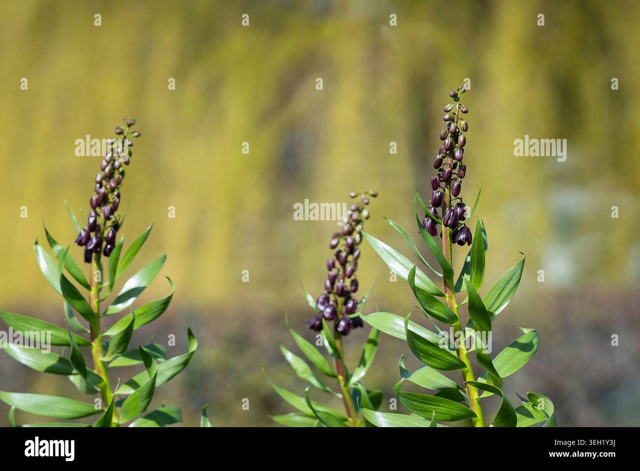Primo piano di fiori e gemme viola scuro di Fritillaria persica che sorgono alla luce del sole primaverile con un morbido bokeh naturale sullo sfondo. Foto Stock
