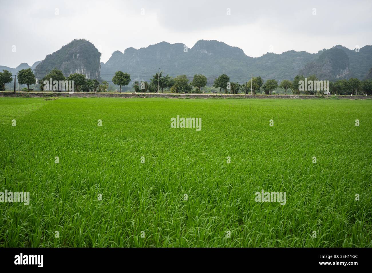 Lussureggiante piantagione di riso verde nella campagna rurale del Vietnam del Nord, coltivazione di cibo tradizionale. Foto Stock