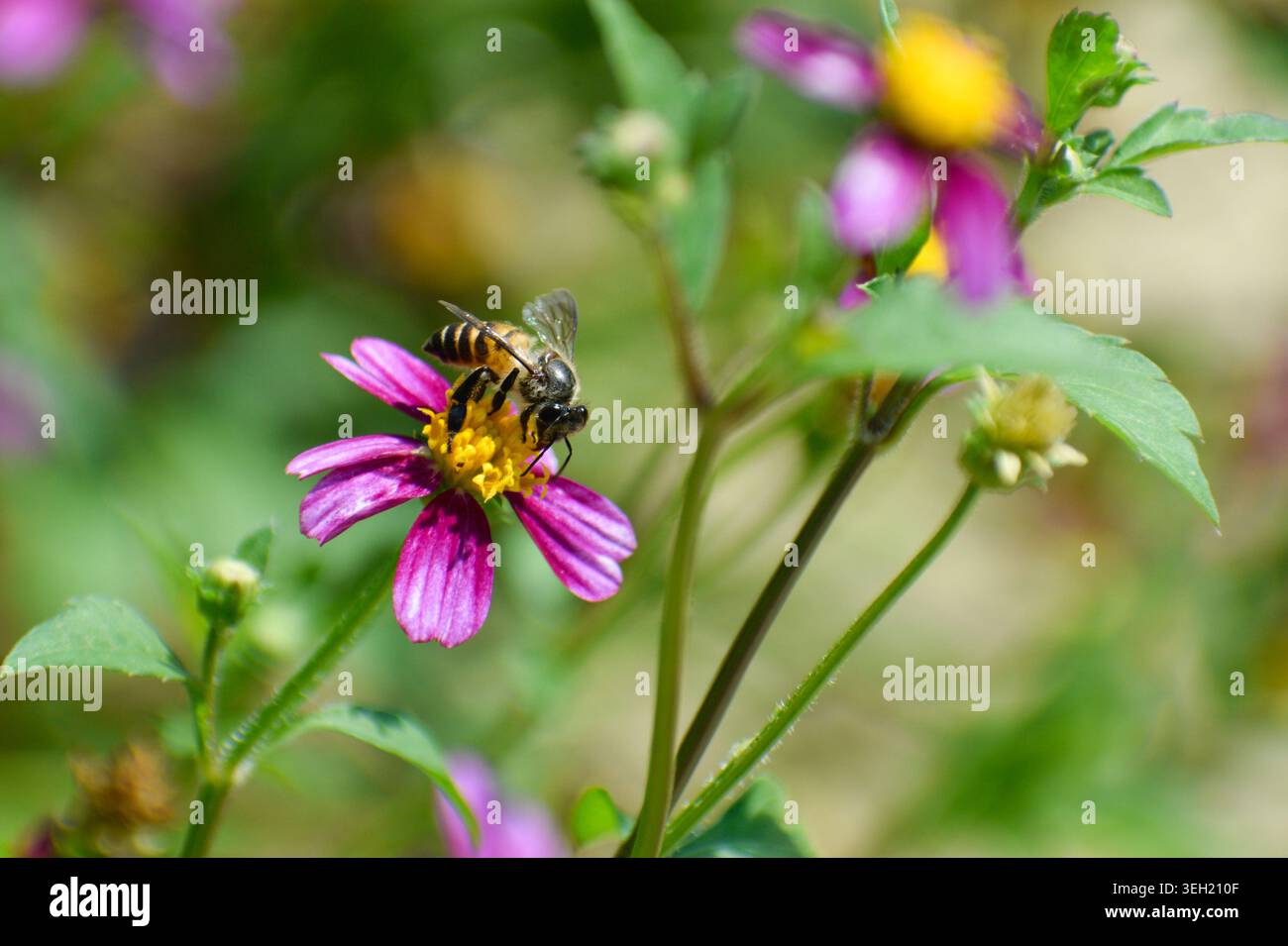 Un'ape miele asiatica su un fiore di cosmo selvaggio. Fotografato nella parte occidentale di Singapore. Foto Stock